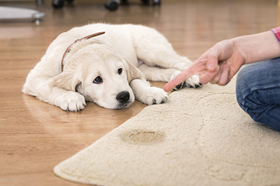 Why Removing Pet Stains is Important